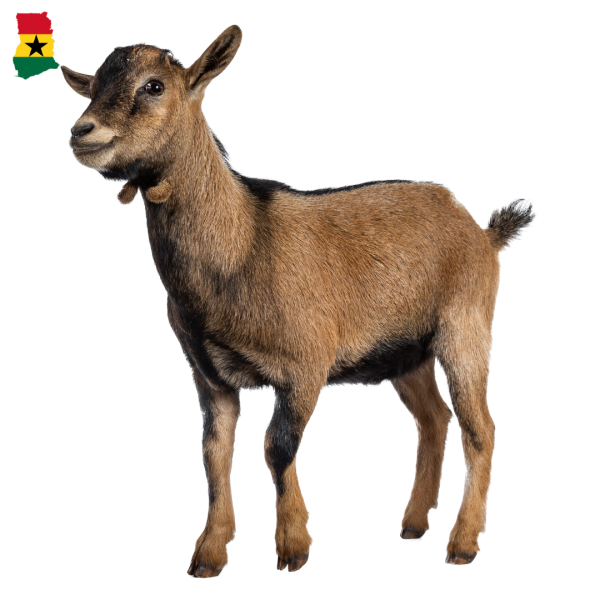 Nigerian Dwarf Goat